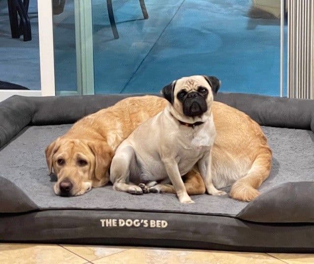 A photo of the Cypress Bath dogs, a Pug and a Golden Retriever, lying on a bed together.